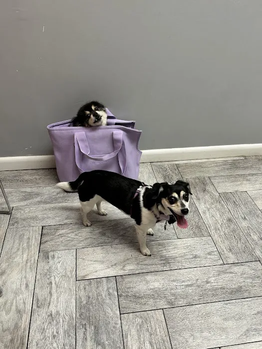 Abby Road Veterinary Hospital 3