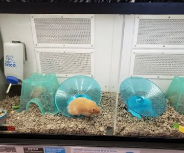 Petco