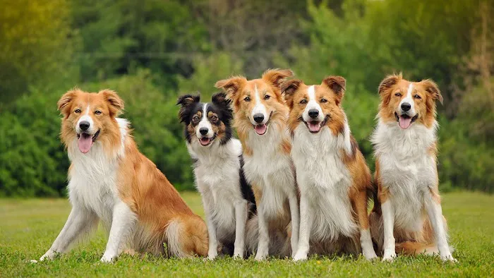 Casey Veterinary Service 3