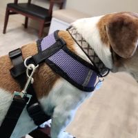 Lawrence County Animal Hospital ico