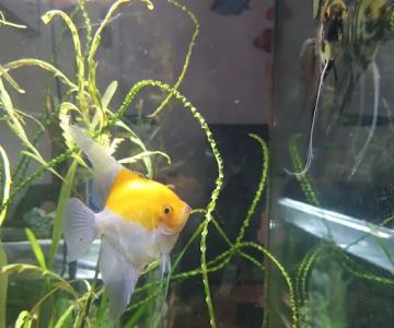 Red Hill Pet Center