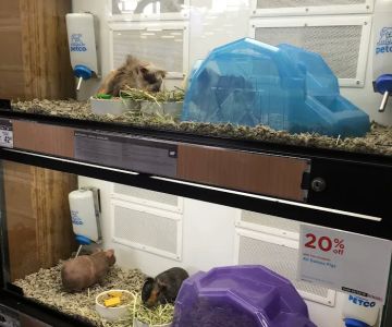 Petco