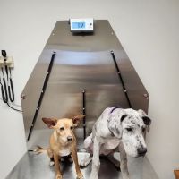 Princeton Veterinary Hospital ico