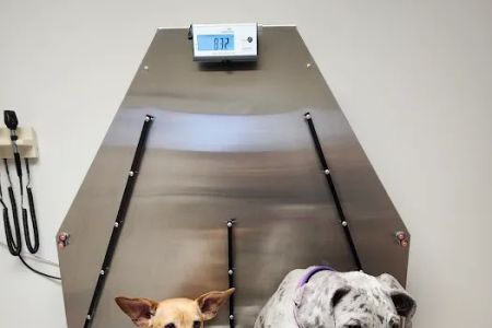 Princeton Veterinary Hospital
