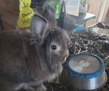 Pets To Go East