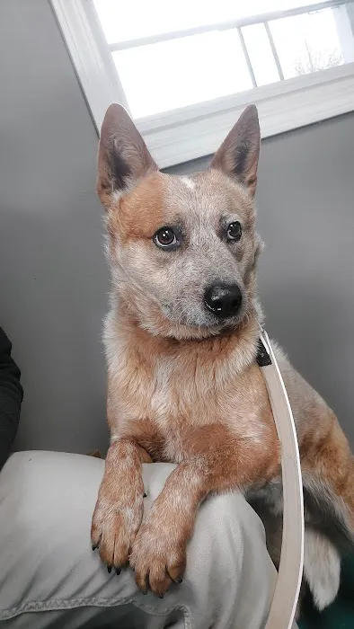Dubois County Animal Hospital 12