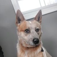 Dubois County Animal Hospital ico