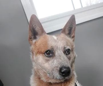 Dubois County Animal Hospital