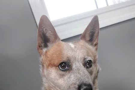 Dubois County Animal Hospital