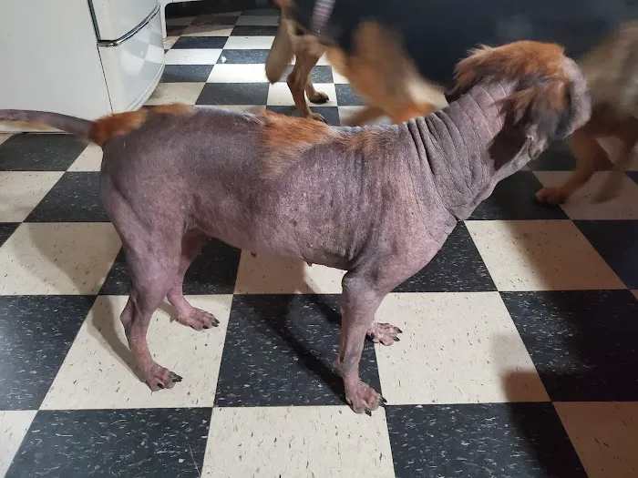 Dubois County Animal Hospital 12