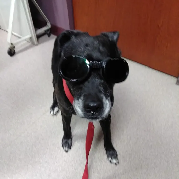 Animal Hospital South Inc 12