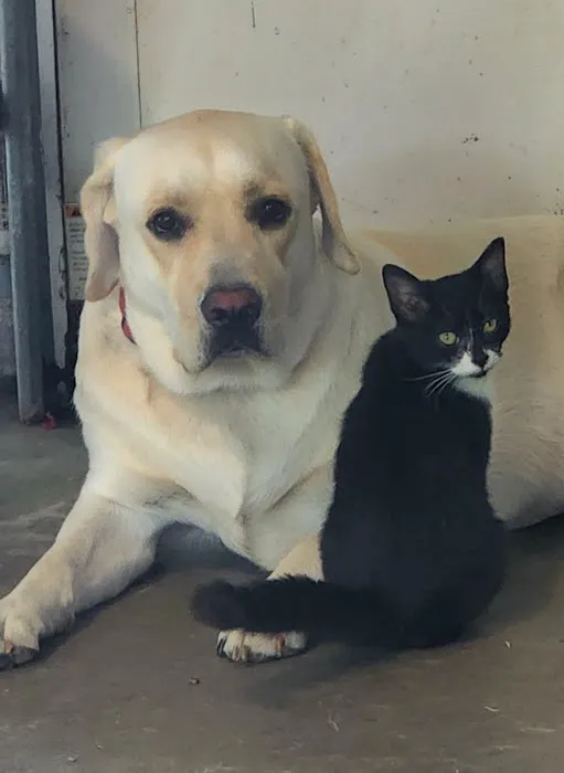 Animal Hospital South Inc 12