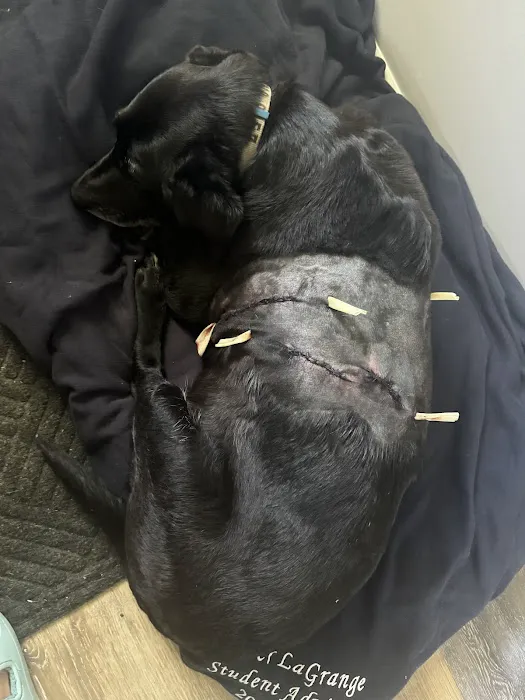 Animal Hospital South Inc 12