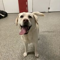 Animal Eye Institute of Dayton ico