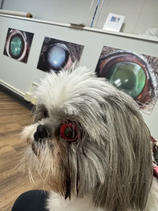 Animal Eye Institute of Dayton 12