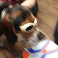 Printz Veterinary Services ico