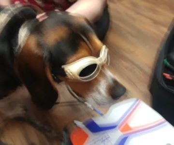 Printz Veterinary Services