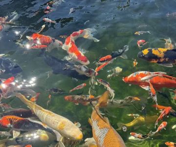 KL JAPANESE KOI