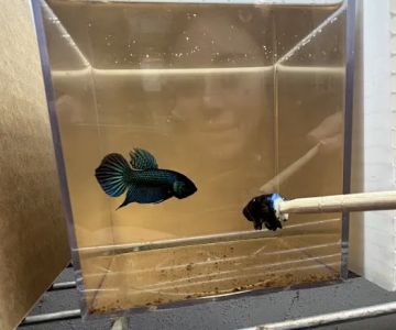 916 Aquatics