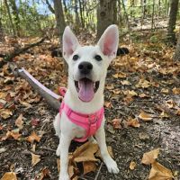 New Carlisle Animal Hospital ico