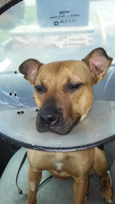 Mad River Veterinary Hospital 12