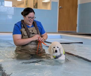 Mad River Veterinary Hospital