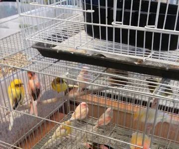 Finest Exotic Birds