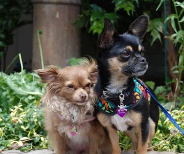 The Little Pet Shoppe