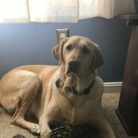 Friendtown Veterinary Clinic ico