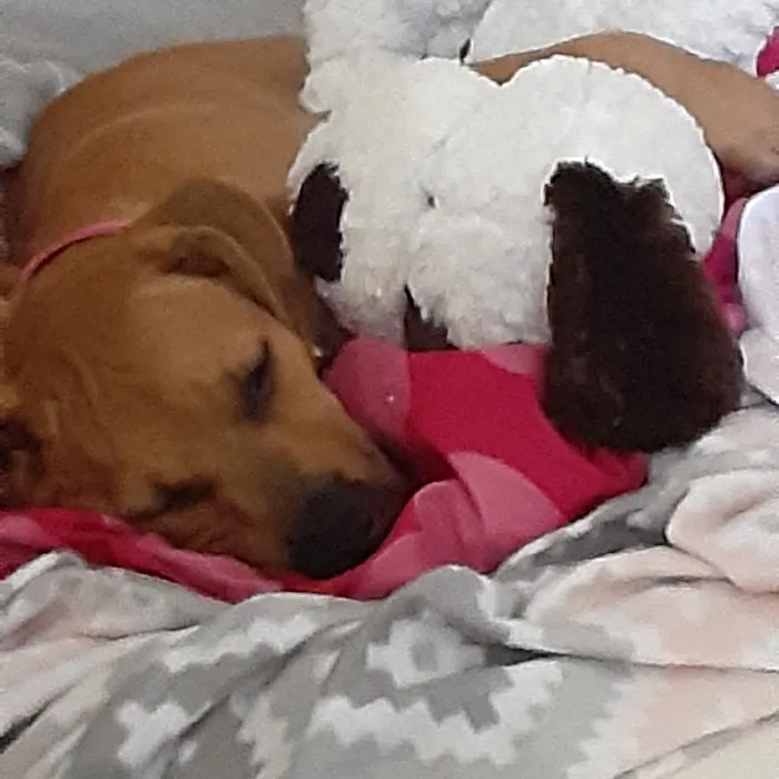 Banfield Pet Hospital 12