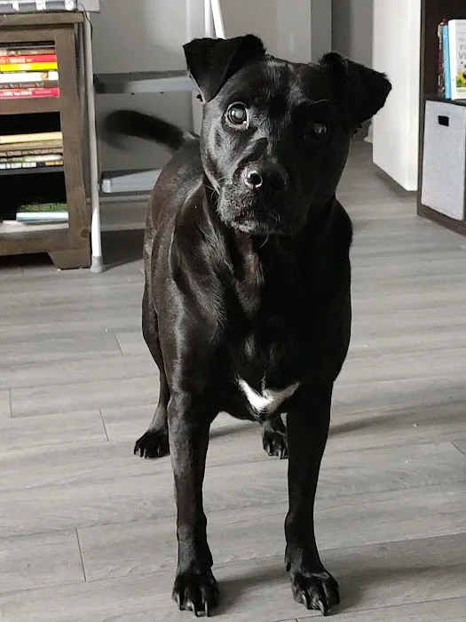 Banfield Pet Hospital 12