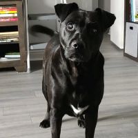 Banfield Pet Hospital ico