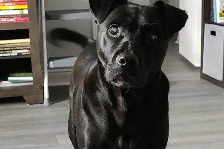 Banfield Pet Hospital