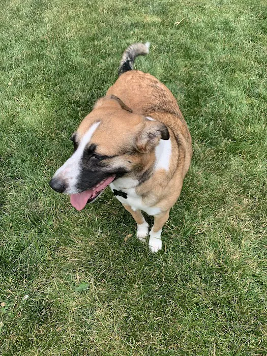 Springfield Animal Hospital 12