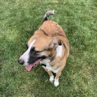 Springfield Animal Hospital ico