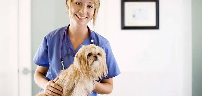 Springfield Animal Hospital 12