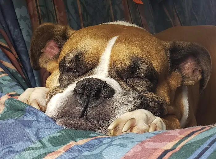 Springfield Animal Hospital 12