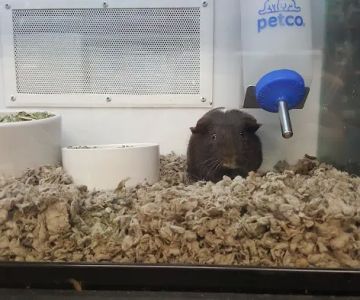 Petco