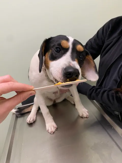 Green Valley Veterinary Care 12