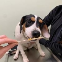Green Valley Veterinary Care ico