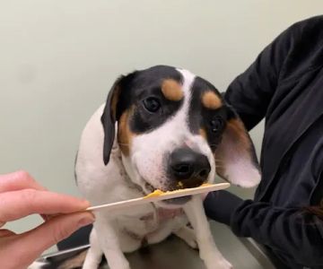 Green Valley Veterinary Care