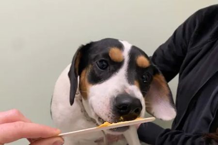 Green Valley Veterinary Care