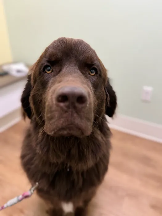 Green Valley Veterinary Care 12