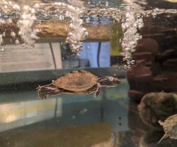 Gx3 Reptiles and Exotic Pets