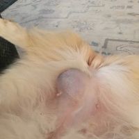Maria Stein Animal Clinic, Inc. ico