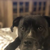 Mile Creek Animal Hospital ico