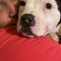Pawsitive Veterinary Hlthtr: Walker Amy E DVM ico
