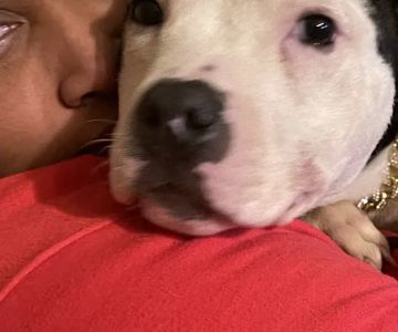 Pawsitive Veterinary Hlthtr: Walker Amy E DVM