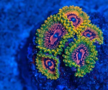 Coral Craze