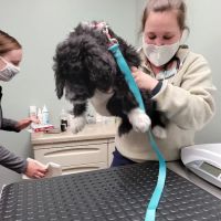 Tri-County Veterinary Services: Mack Andy DVM ico